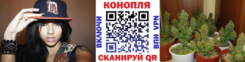 цена наркотик  ОМГ ОМГ ССЫЛКА  Бошки Шишки VHQ  Новый Уренгой 